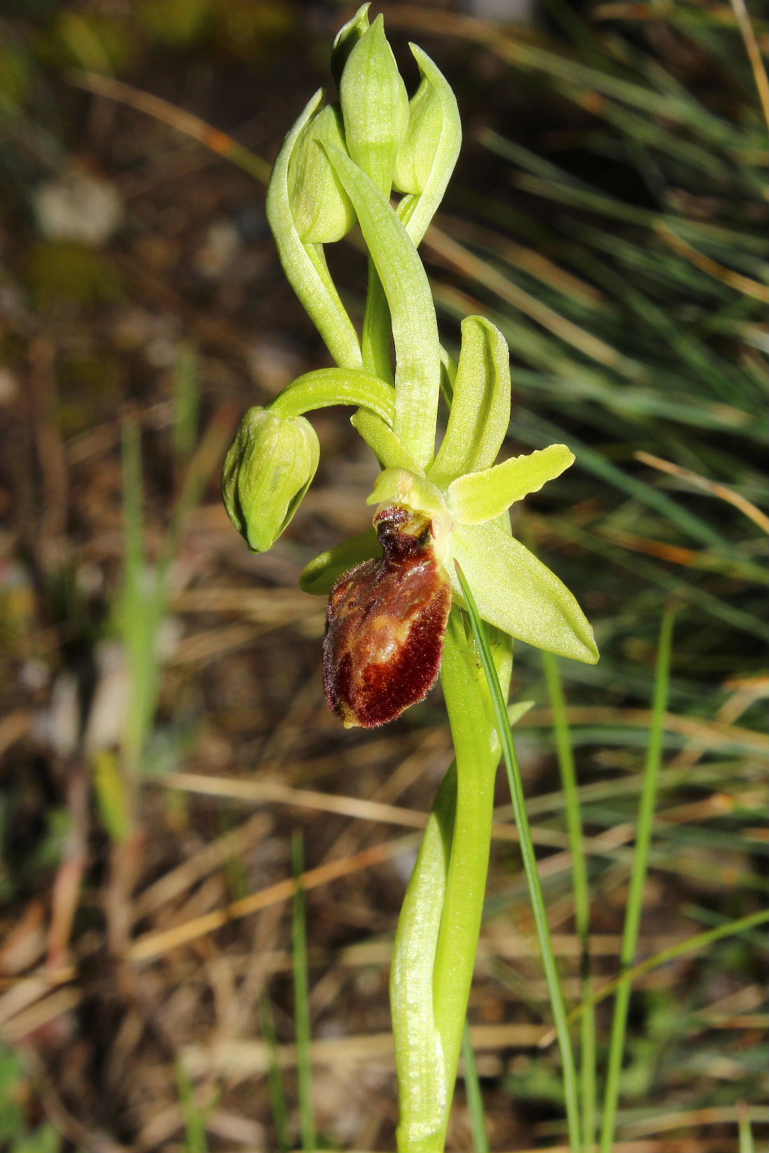 Ophrys arachnitiformis a confronto